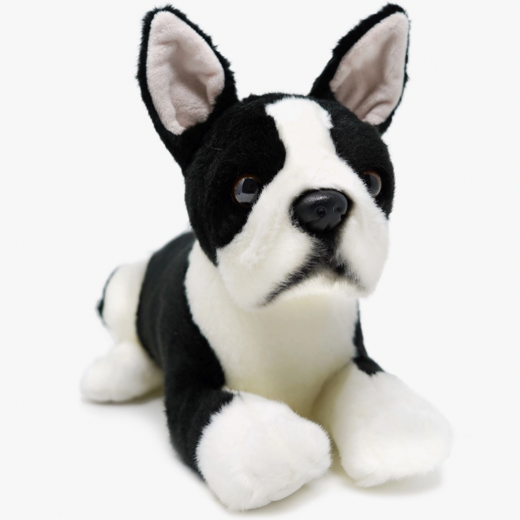 Baxter The Boston Terrier - Stay Forever