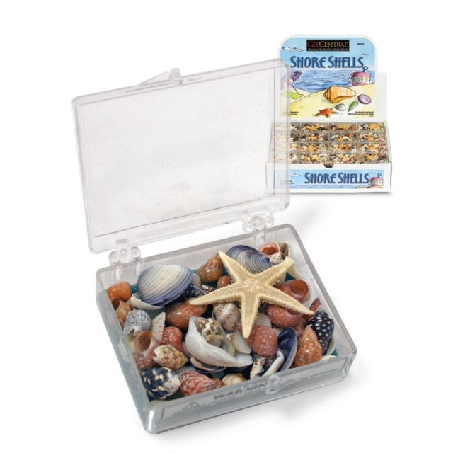 Shore Shells Souvenir Box