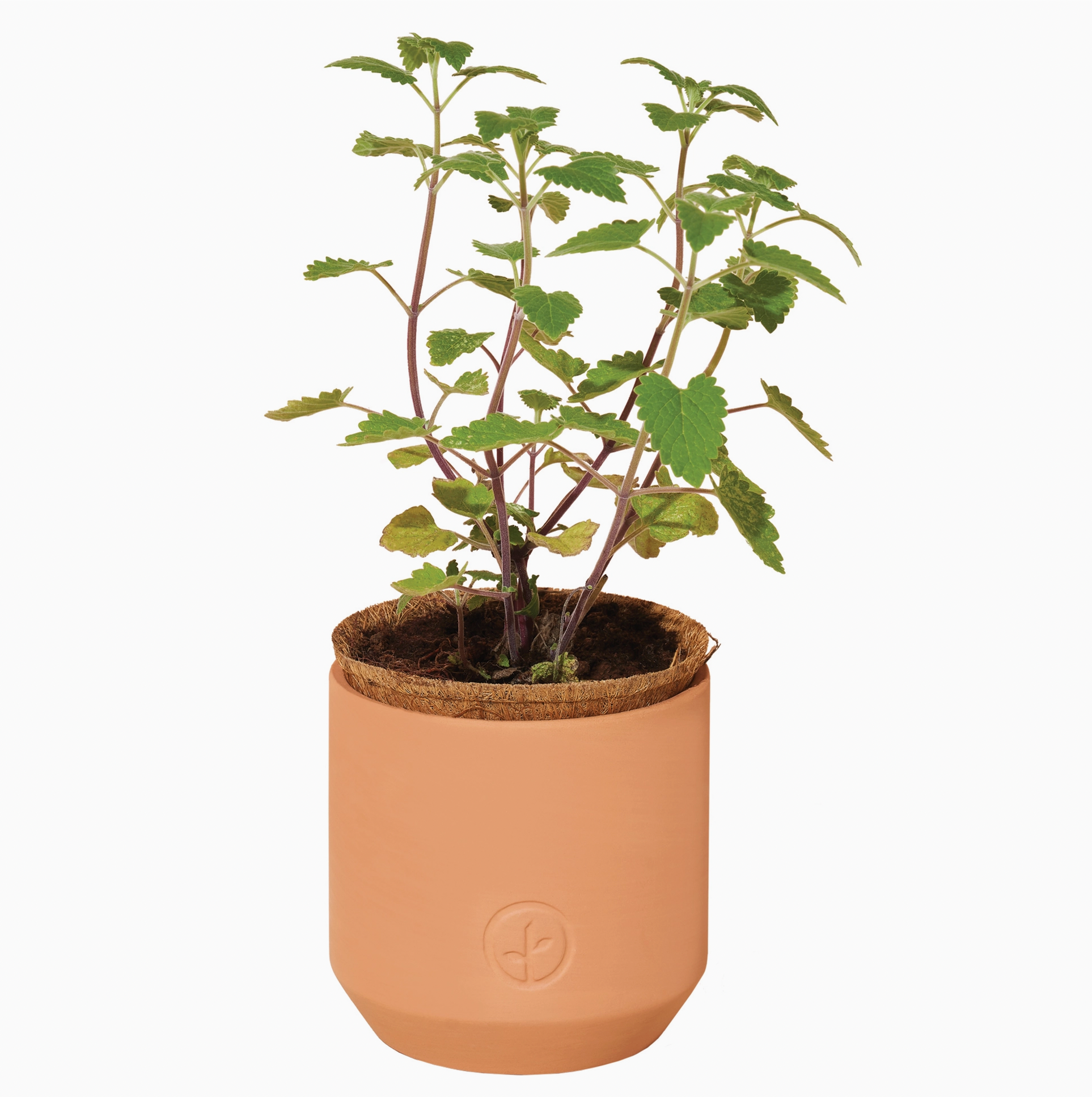 Tiny Terracotta Pet Grow Kit Curious Catnip