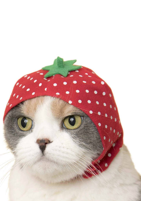 Cat Cap Blind Box (fruit)
