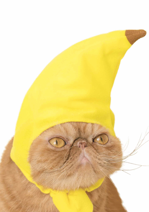 Cat Cap Blind Box (fruit)
