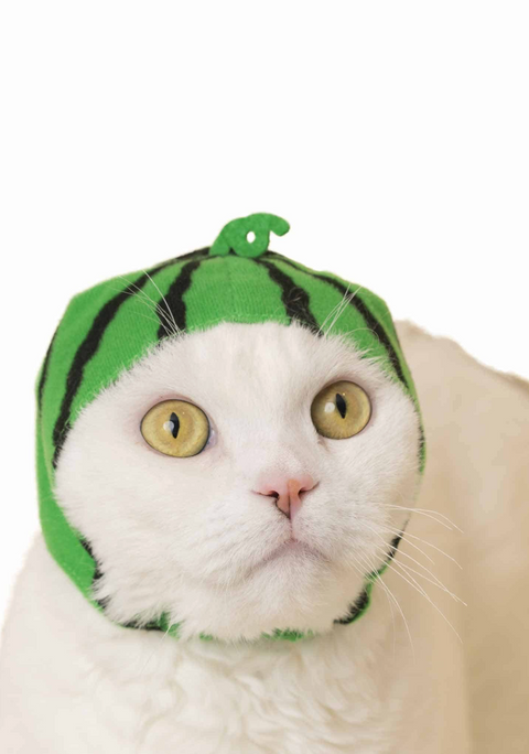 Cat Cap Blind Box (fruit)