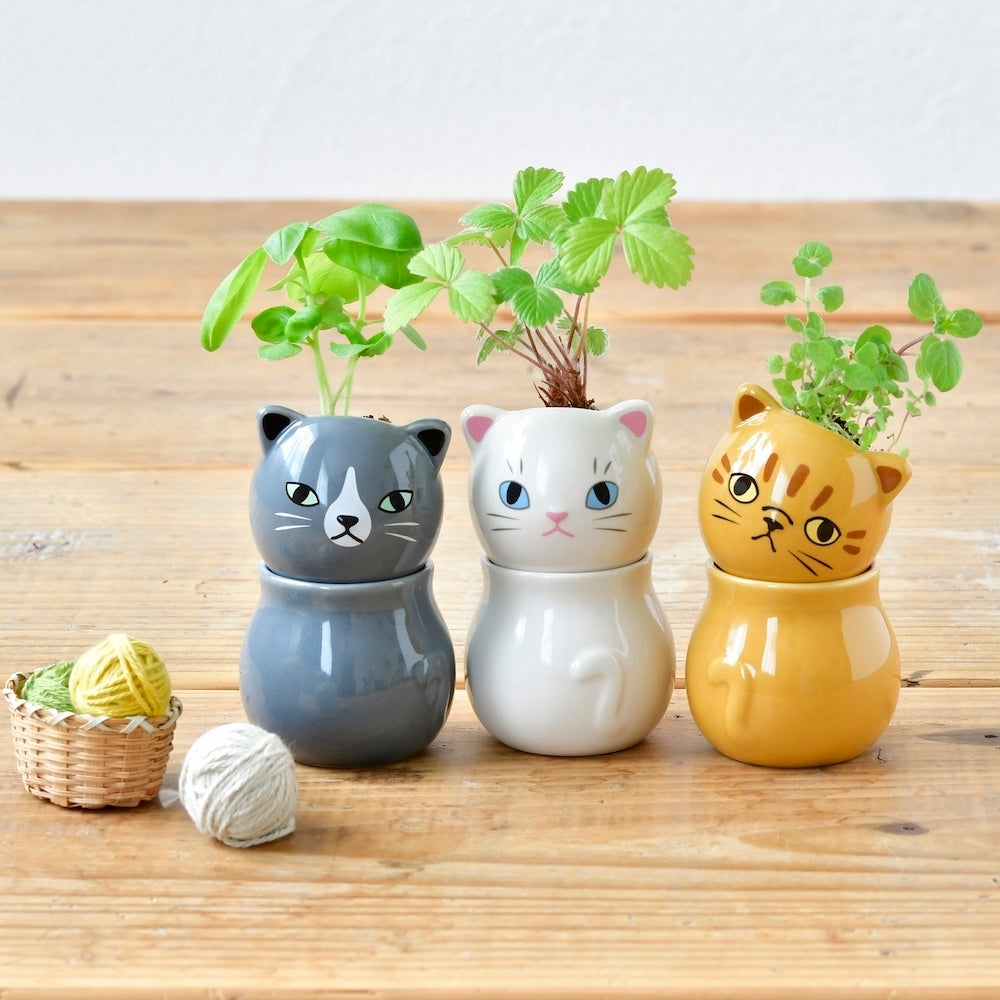 Corocoro Cats - Seed Grow Kit
