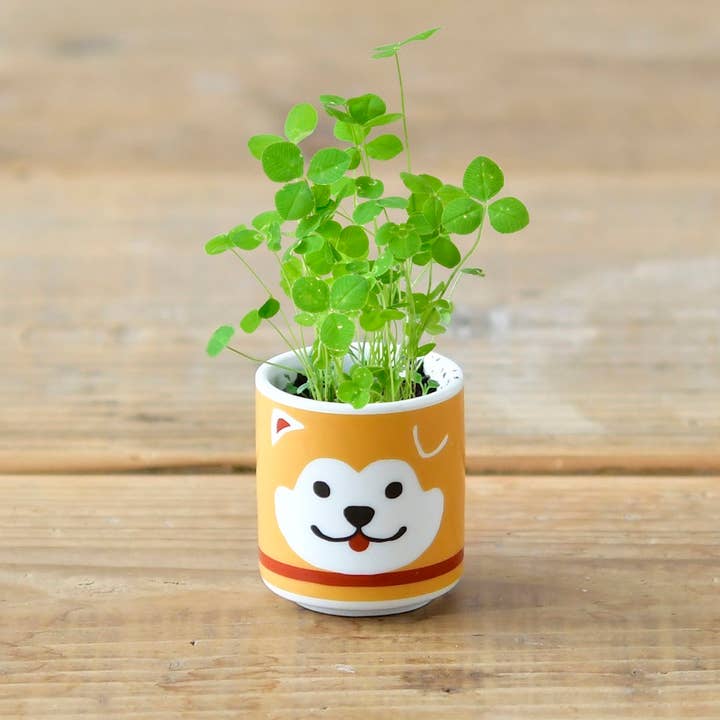 Lucky Plant - Hachi Dog