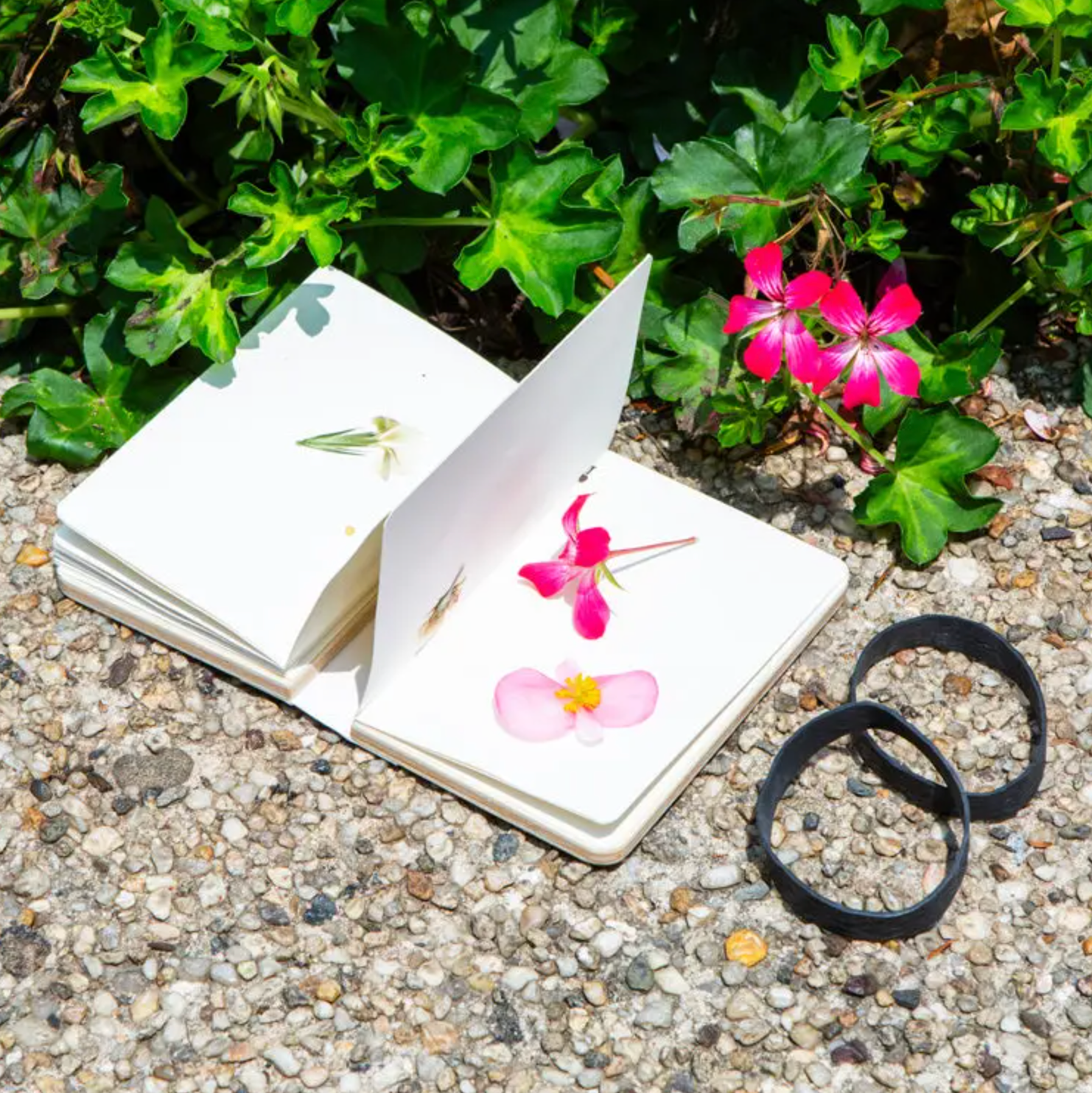 Field Flower Press - Stay Forever