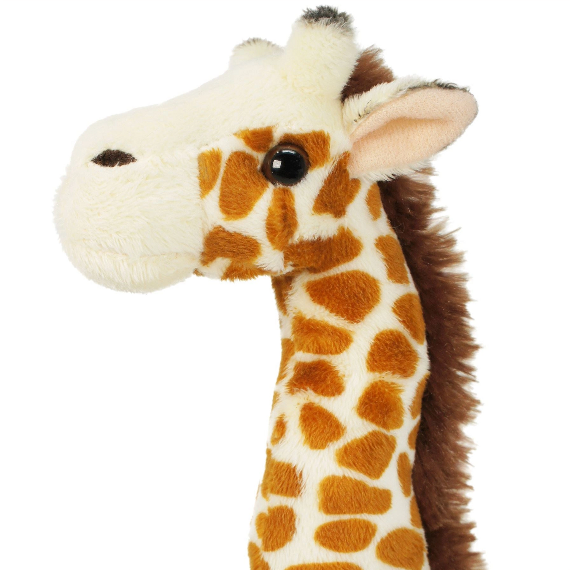 Evelyn the Giraffe