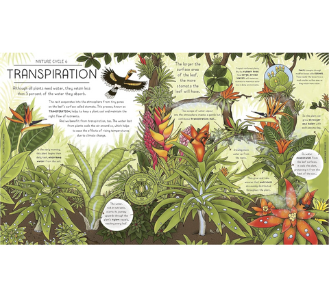 Nature Explained: Nature Cycles,  Simply Told