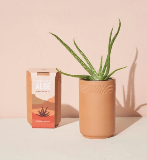 Terracotta Kit Aloe