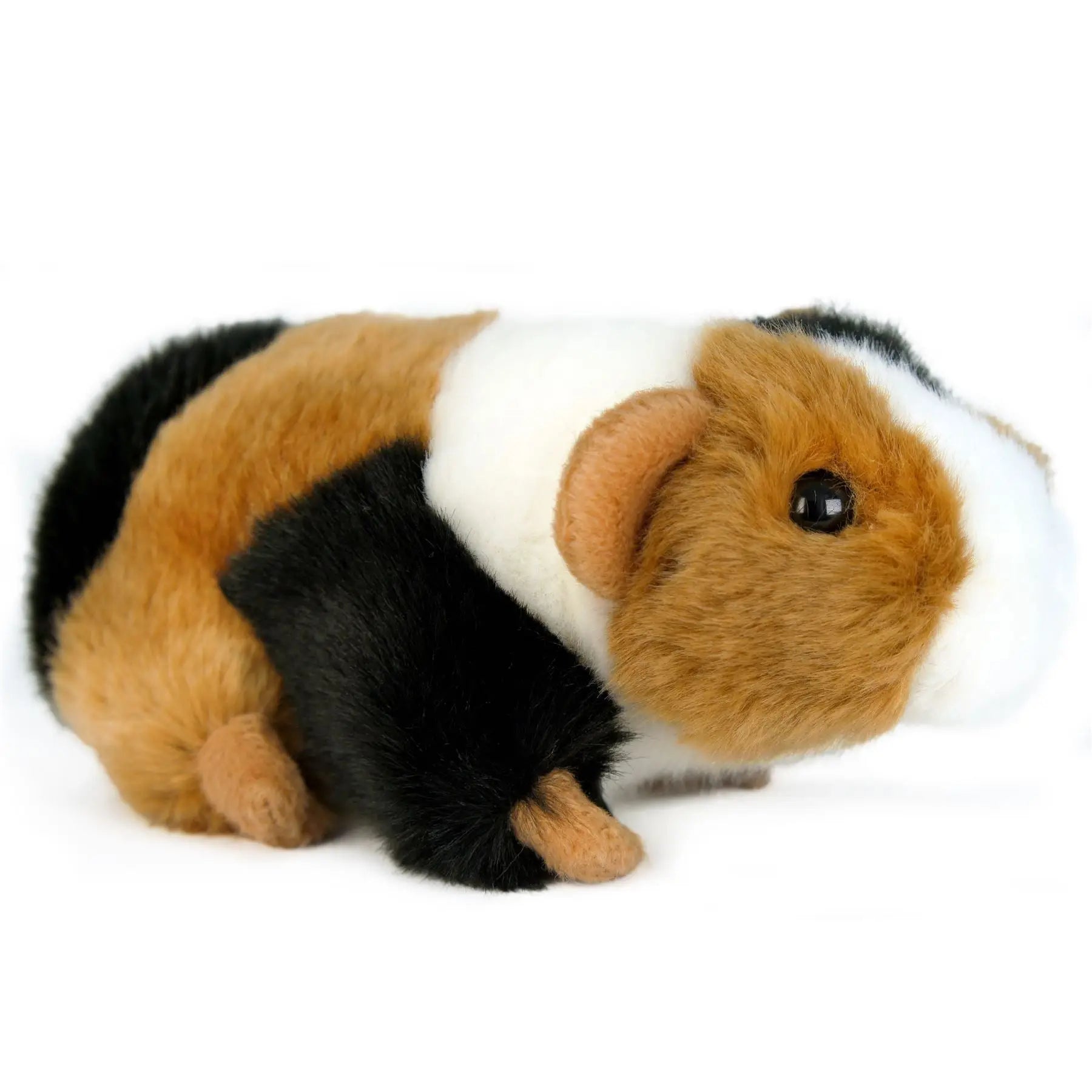 Gigi The Guinea Pig
