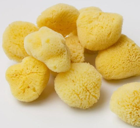 Aegean Sponge | Silk Sponge 2-3"