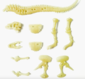 Glow T-Rex Skeleton Diy Kit