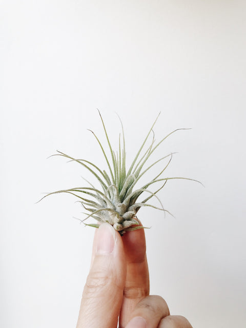 Air Plants - Stay Forever