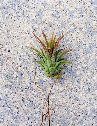 Air Plants - Stay Forever