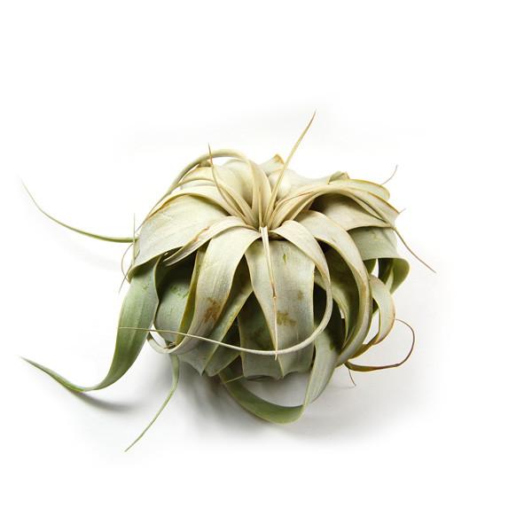 small faux air plants Air Plants Small Xerographica – Stay Forever